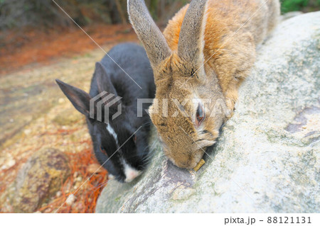 【年賀素材】大久野島のウサギたち 薄茶色と顔が黒に白筋13 広島県竹原市 【年賀素材】大久野島のウサギたち 薄茶色と顔が黒に白筋13 広島県竹原市 88121131
