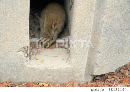 【年賀素材】大久野島のウサギ　北砲台跡の穴にいる子ウサギ　広島県竹原市 88121144