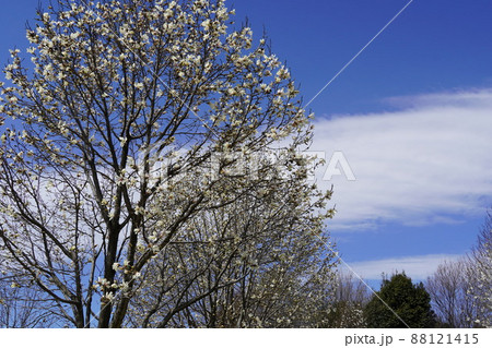 咲き始めた春の江南フラワーパーク 88121415