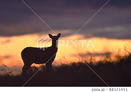 夕焼け空とエゾシカ(北海道) 夕焼け空とエゾシカ(北海道) 88121451