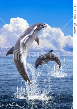 白く大きな雲が浮かぶ青い空の下の広い綺麗な海から二匹のイルカがジャンプして顔をのぞかせるのイラスト素材