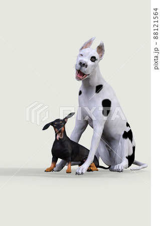 仲良しなブル・テリアとブラックタンのダックスフントがこちらを向いて座っているポーズ 88121564