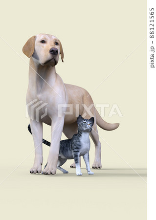 ラブラドールレトリバーとサバトラの猫が二匹で寄り添い同じ方向を向くポーズ ラブラドールレトリバーとサバトラの猫が二匹で寄り添い同じ方向を向くポーズ 88121565