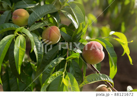 three peach fruits growing on a tree, selective focus 88121672