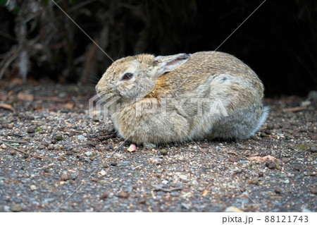 【年賀素材】大久野島のウサギ 道路脇のベージュ3 広島県竹原市 【年賀素材】大久野島のウサギ 道路脇のベージュ3 広島県竹原市 88121743