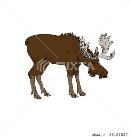 Elk isolated on white background 88121827