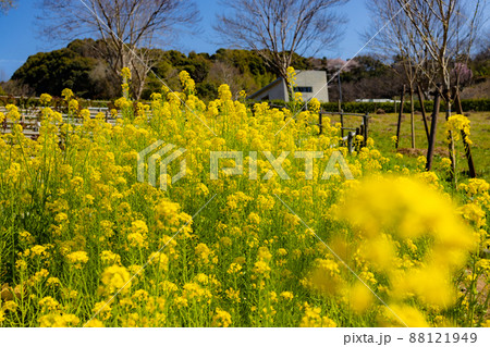 春 菜の花畑(四季の郷公園) 春 菜の花畑(四季の郷公園) 88121949