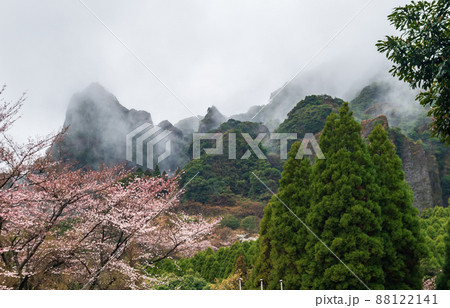 山間の雨上がりに桜と山に朝霧が流れる自然の風景 山間の雨上がりに桜と山に朝霧が流れる自然の風景 88122141