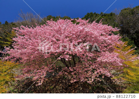 静岡県沼津市井田 明神池近くの斜面の満開の早咲き河津桜 静岡県沼津市井田 明神池近くの斜面の満開の早咲き河津桜 88122710