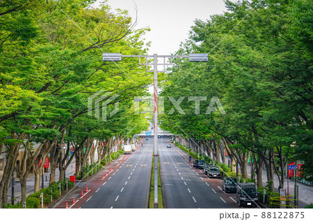 原宿表参道　新緑のケヤキ並木（東京都谷区） 88122875