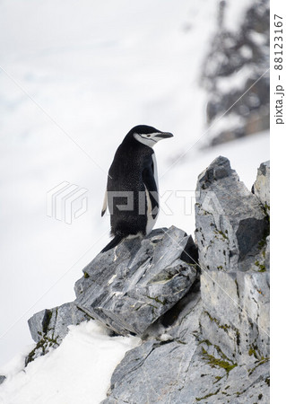 Chinstrap penguin balances on rock facing right 88123167