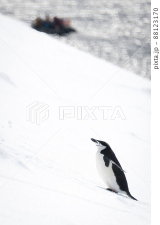 Chinstrap penguin climbs snowy slope near inflatable 88123170