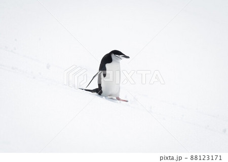 Chinstrap penguin descending snowy slope in sunshine 88123171