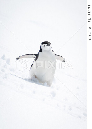 Chinstrap penguin descends snowy slope in sunshine 88123173