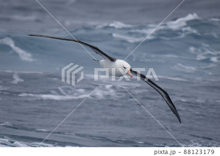Black-browed albatross gliding close to blue ocean 88123179