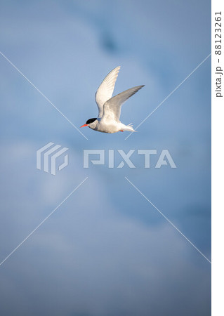 Antarctic tern flies past blue ice floe 88123261