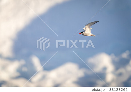 Antarctic tern flies past pile of snow 88123262