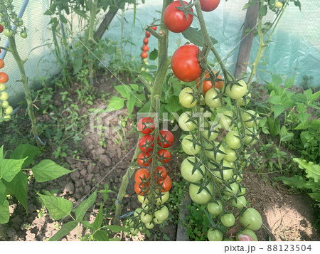 Tomato, cherry tomatoes on a branch in a greenhouse. Harvest of small tomatoes. Tomato, cherry tomatoes on a branch in a greenhouse. Harvest of small tomatoes. 88123504