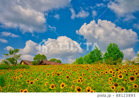 【大阪府】8月・青空の下、ハーベストの丘の元気に咲く満開の向日葵 【大阪府】8月・青空の下、ハーベストの丘の元気に咲く満開の向日葵 88123893