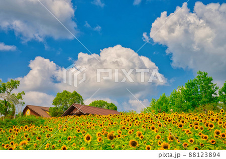 【大阪府】8月・青空の下、ハーベストの丘の元気に咲く満開の向日葵 【大阪府】8月・青空の下、ハーベストの丘の元気に咲く満開の向日葵 88123894