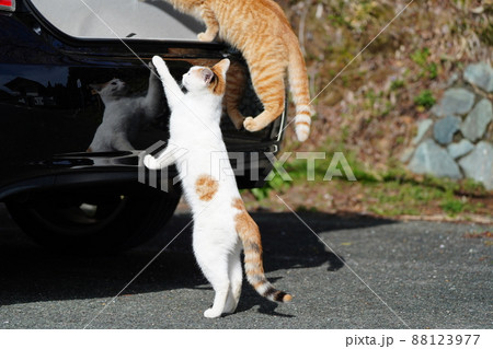 好奇心旺盛な一歳になる野良猫の可愛い兄妹が車の中を探検 好奇心旺盛な一歳になる野良猫の可愛い兄妹が車の中を探検 88123977