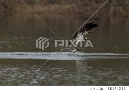 北海道の5月、ミサゴのダイビング。 北海道の5月、ミサゴのダイビング。 88124211