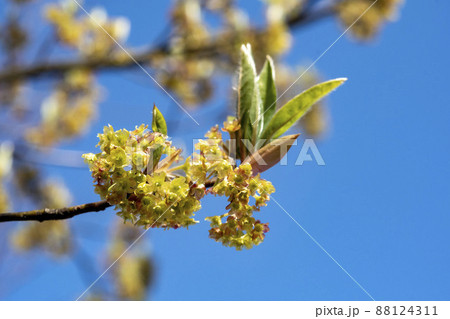 青空をバックにしたクロモジの花 青空をバックにしたクロモジの花 88124311