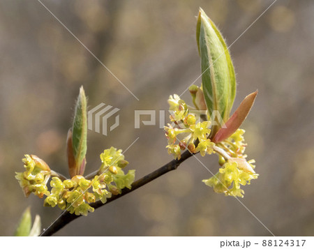 クロモジの花 88124317