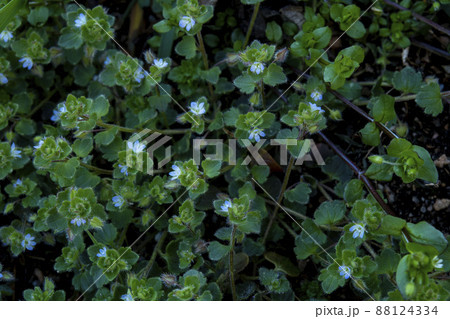 フラサバソウの花 88124334
