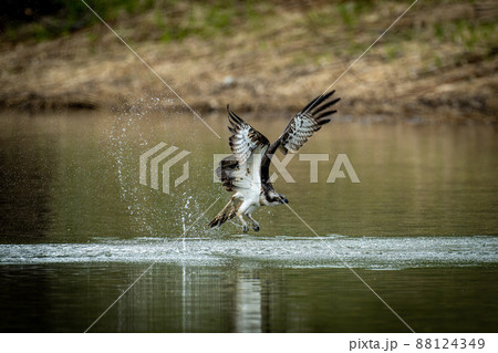北海道の5月、ミサゴの失敗。 北海道の5月、ミサゴの失敗。 88124349