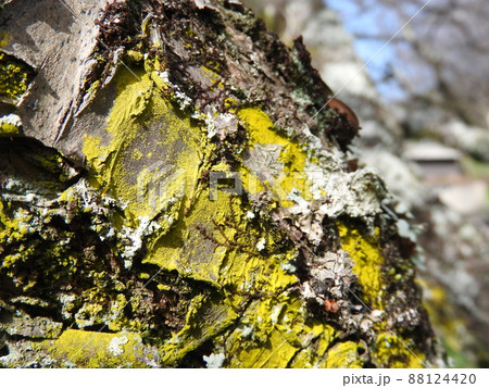 梅の木の枝に発生した鮮やかな黄色の「コナロウソクゴケモドキ」 88124420