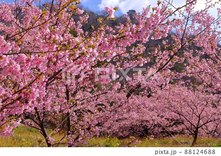 静岡県賀茂郡松崎町雲見　斜面に群生する早咲き河津桜 88124688