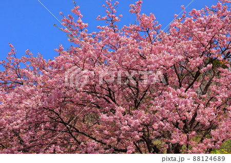 静岡県賀茂郡松崎町雲見　斜面に群生する早咲き河津桜 88124689