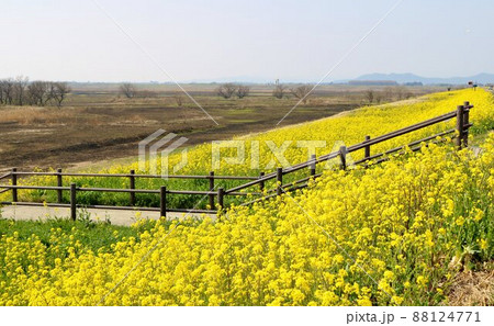 堤防沿いに咲く菜の花 春の風景 堤防沿いに咲く菜の花 春の風景 88124771