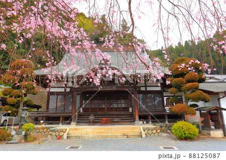 青梅市梅岩寺 枝垂れ桜 青梅市梅岩寺 枝垂れ桜 88125087