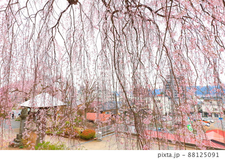 青梅市梅岩寺　枝垂れ桜 88125091
