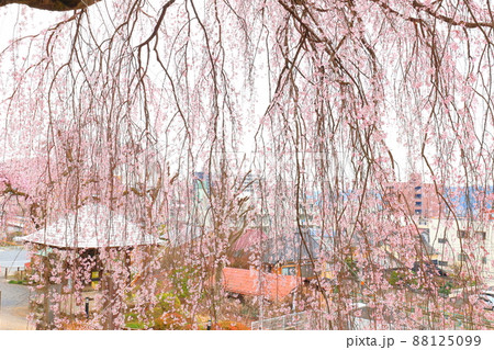 青梅市梅岩寺 枝垂れ桜 青梅市梅岩寺 枝垂れ桜 88125099