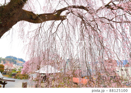 青梅市梅岩寺　枝垂れ桜 88125100