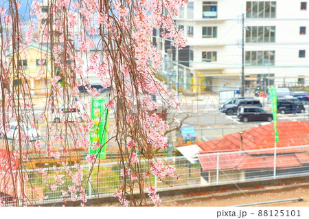 青梅市梅岩寺　枝垂れ桜 88125101