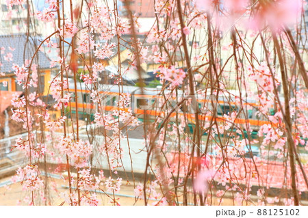 青梅市梅岩寺　枝垂れ桜 88125102