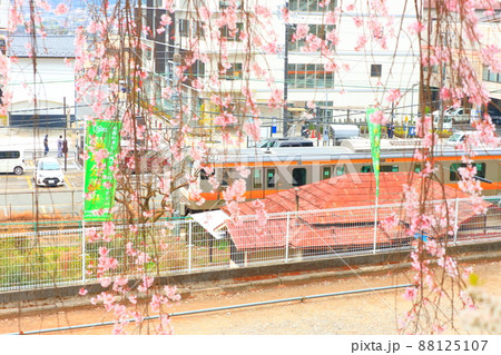青梅市梅岩寺　枝垂れ桜 88125107