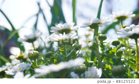 可憐に咲くノースポールとつぼみ 可憐に咲くノースポールとつぼみ 88125522