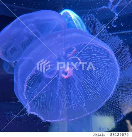 水族館の写真 ゆぽぽさん確認用｜本
