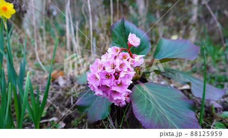 ヒマラヤユキノシタ（ペルゲニア） 88125959