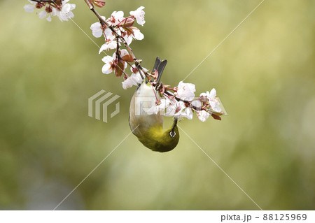 メジロとベニバスモモ メジロとベニバスモモ 88125969