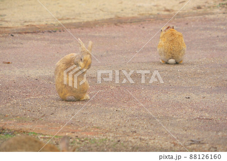 【年賀素材】大久野島のウサギたち 二羽のベージュ1 広島県竹原市 【年賀素材】大久野島のウサギたち 二羽のベージュ1 広島県竹原市 88126160
