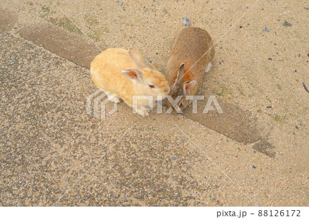 【年賀素材】大久野島のウサギたち ベージュと茶色 広島県竹原市 【年賀素材】大久野島のウサギたち ベージュと茶色 広島県竹原市 88126172