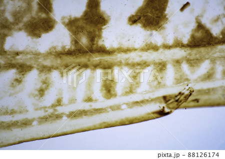 バッタの羽 顕微鏡画像 バッタの羽 顕微鏡画像 88126174