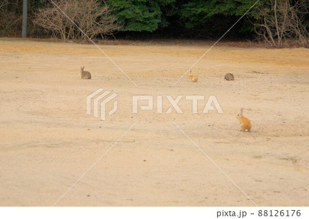 【年賀素材】大久野島のウサギたち 広場に散らばる 広島県竹原市 【年賀素材】大久野島のウサギたち 広場に散らばる 広島県竹原市 88126176