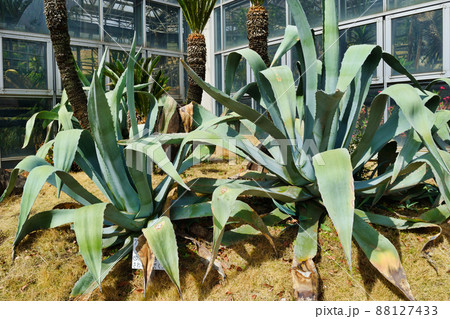 市川市観賞植物園のアオノリュウゼツラン（千葉県市川市大町公園） 88127433